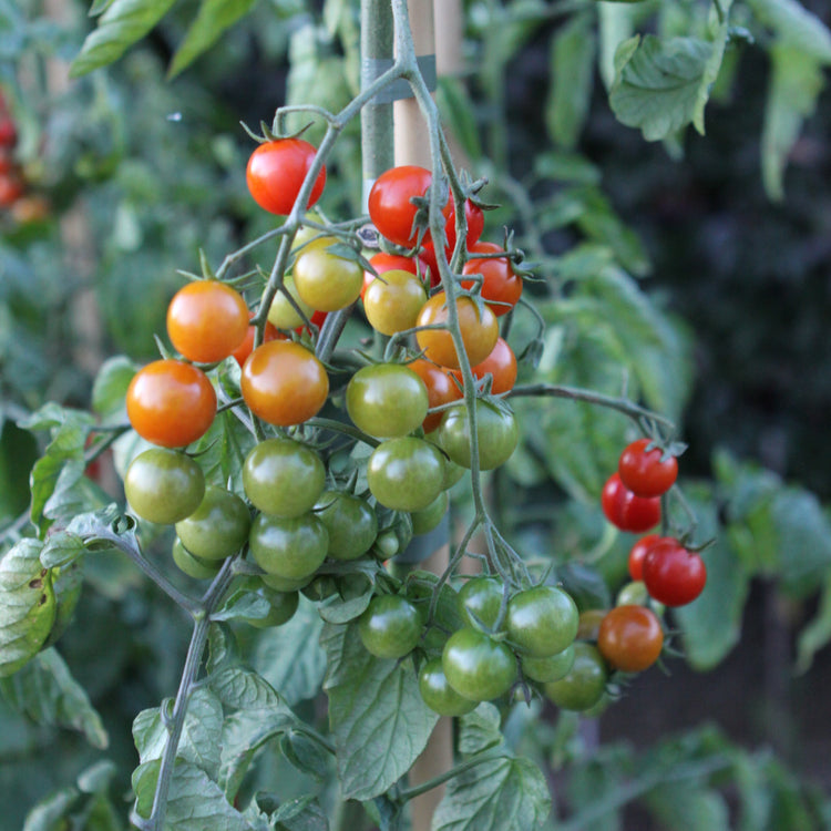 Tomato OpenSky® Sugared® young plants