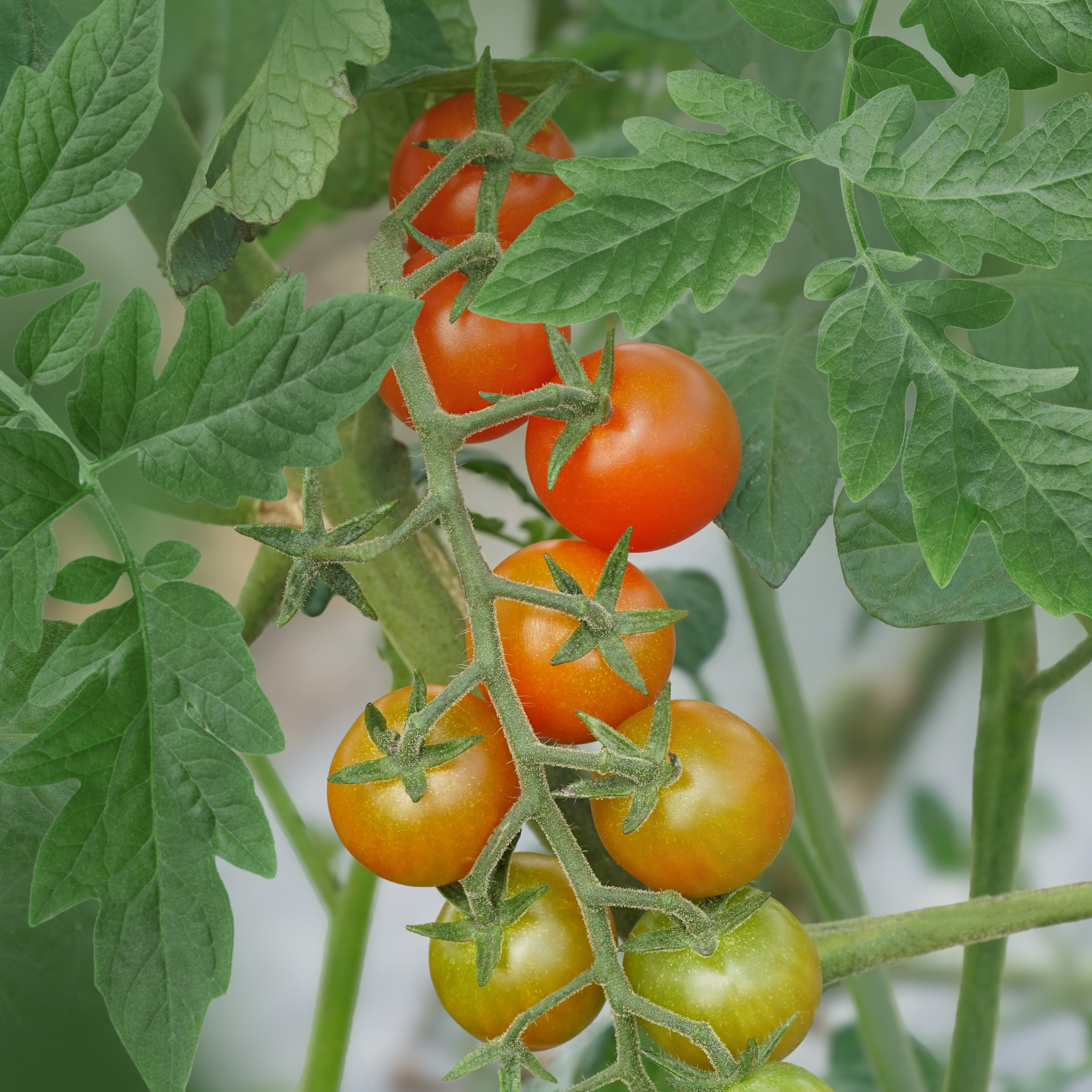 Outdoor tomato OpenSky® 'Schlingel Max®' young plants