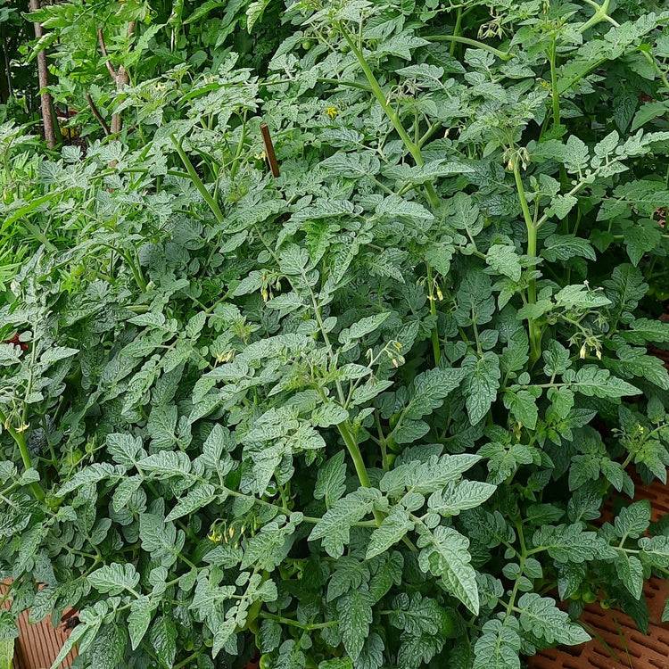 Freilandtomate OpenSky® 'Schlingel Max®'-Jungpflanzen