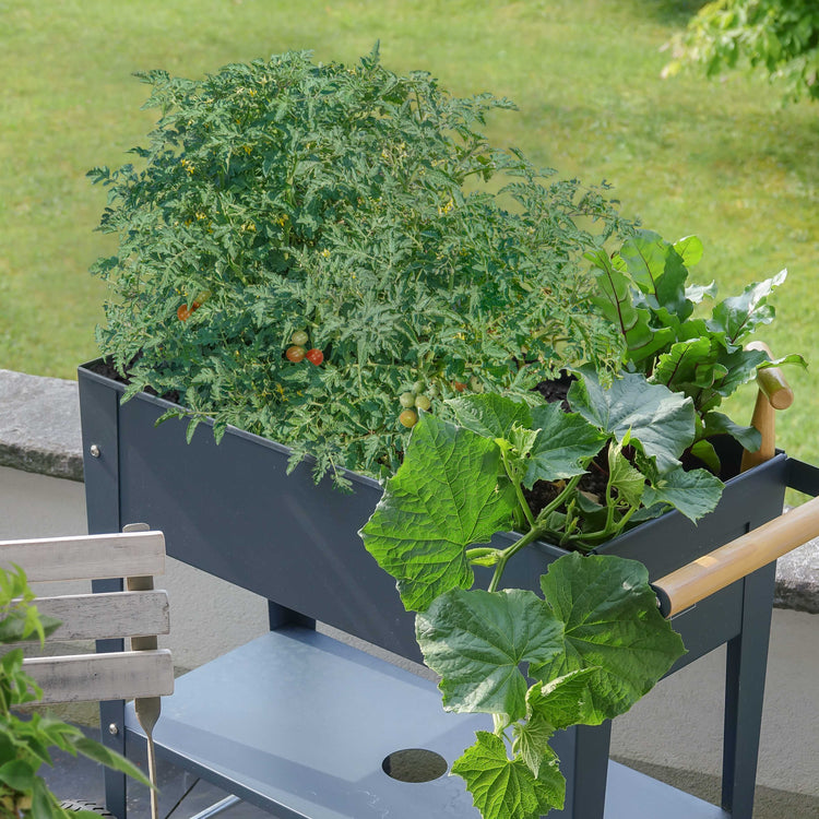 Freilandtomate OpenSky® 'Schlingel Moritz®'-Jungpflanzen