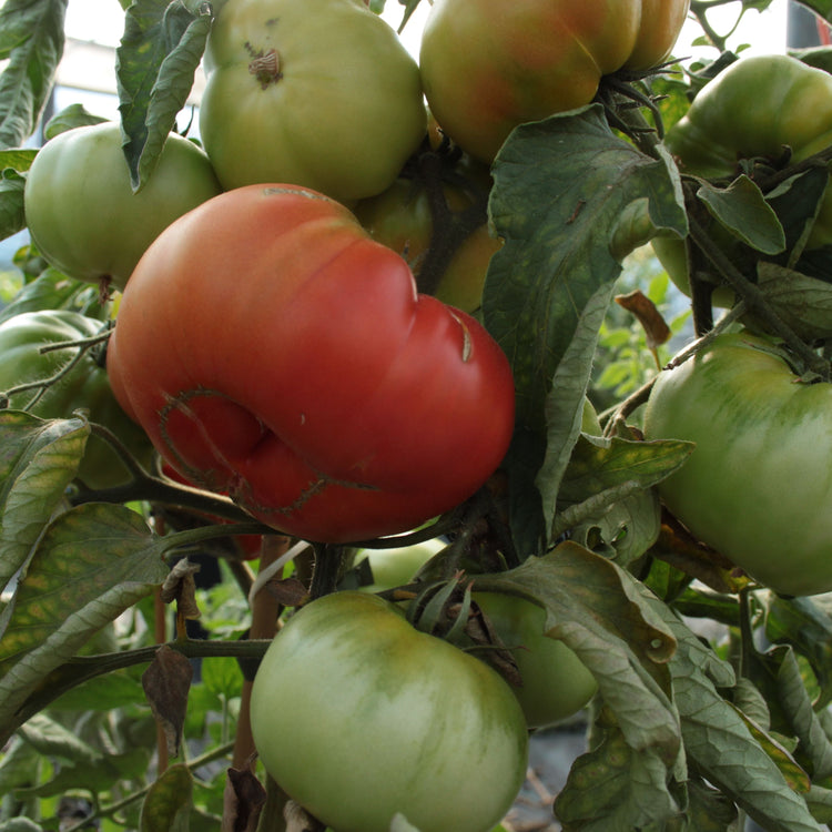 Open-field tomato OpenSky® 'Vivagrande®' young plants