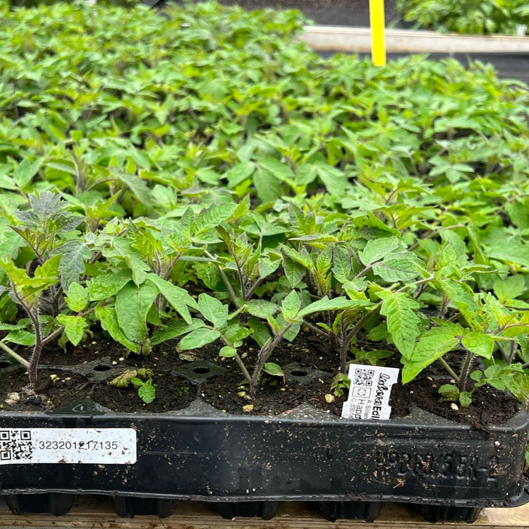 Tomato OpenSky® 'Happyblack®' young plants