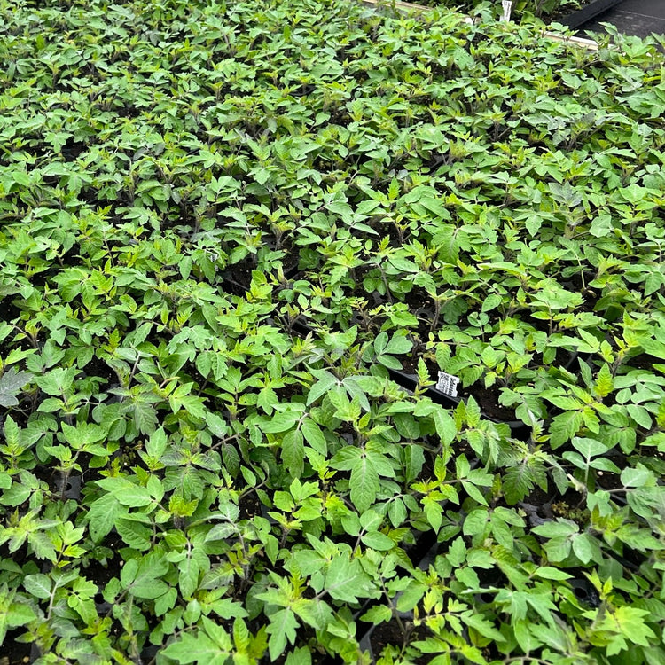 Tomato OpenSky® 'Happyblack®' young plants