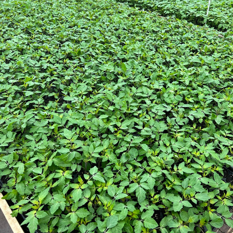 Tomato OpenSky® 'Morningsun®' young plants