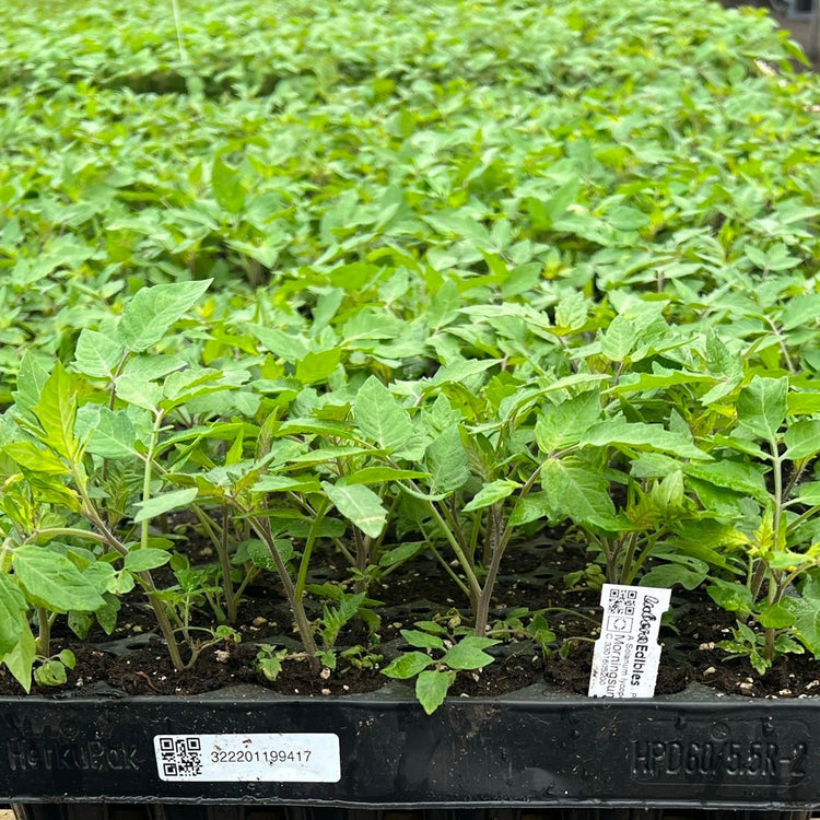 Tomato OpenSky® 'Morningsun®' young plants