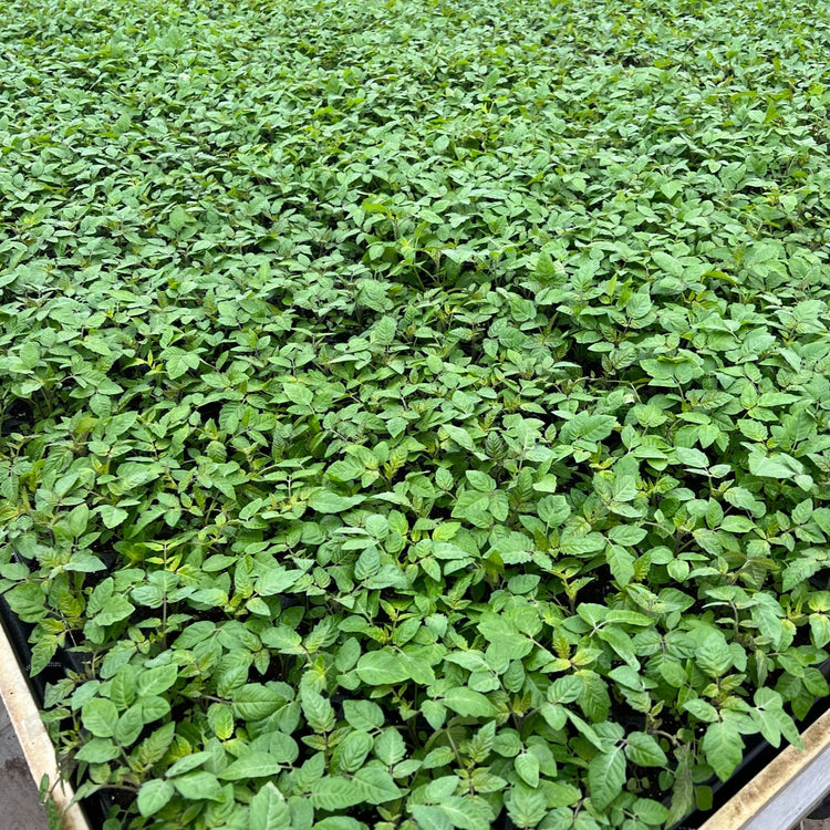 Tomato OpenSky® Sugared® young plants