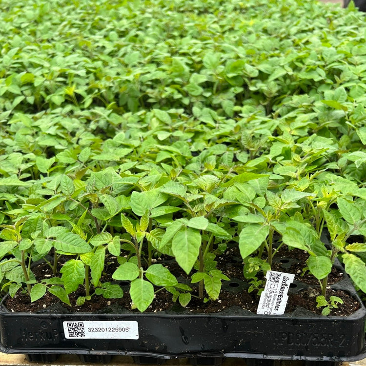 Tomato OpenSky® Sugared® young plants
