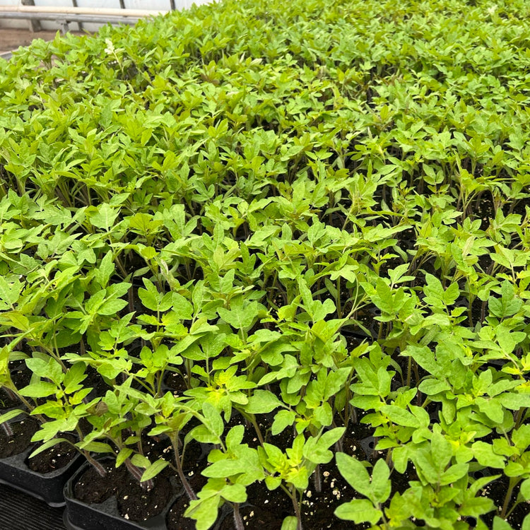 Tomato OpenSky® 'Tombonne®' young plants