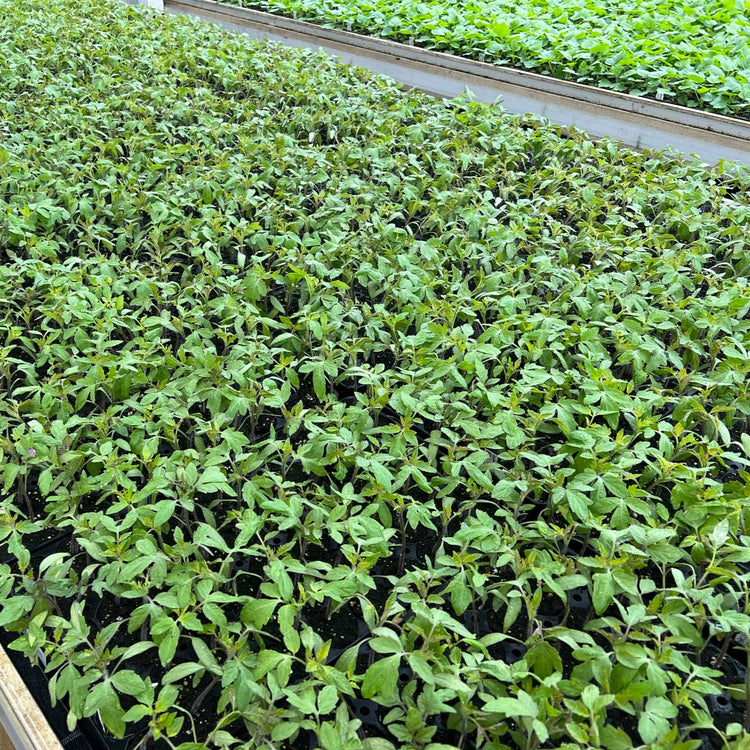 Open-field tomato OpenSky® 'Vivagrande®' young plants