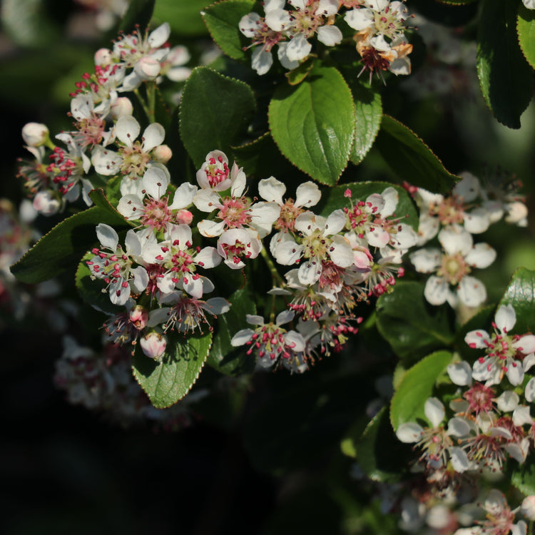 Chokeberry Lowberry® 'Little Helpers®' young plants