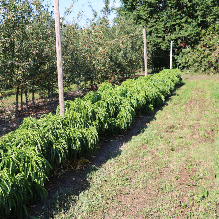 Minipfirsich Peachly®' White'-Jungpflanzen