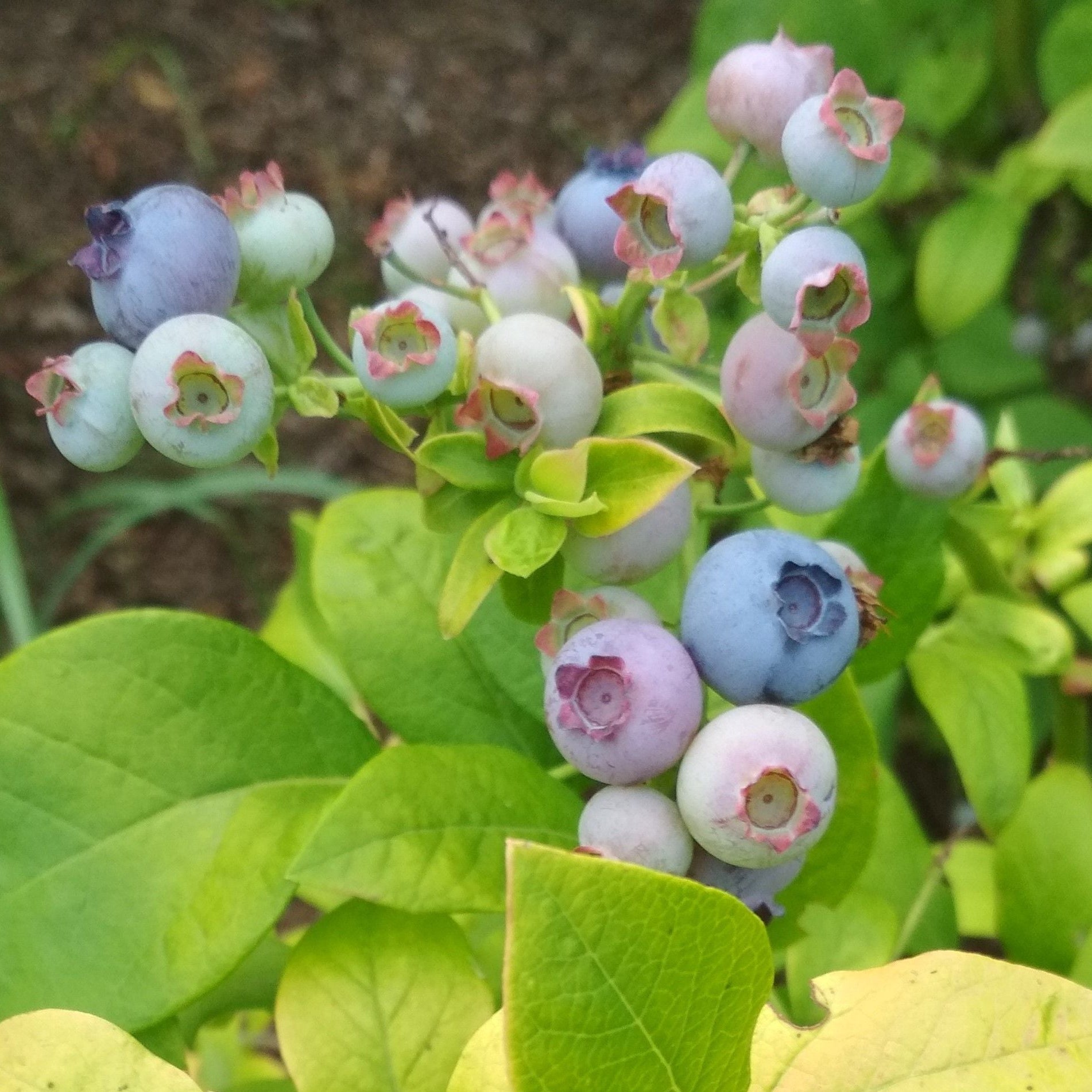 Blueberry 'Yello!Belloblue®' (Andval1601-PRB-) young plants