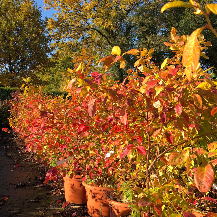 Heidelbeere 'Yello!Belloblue®' (Andval1601-PRB-)-Jungpflanzen