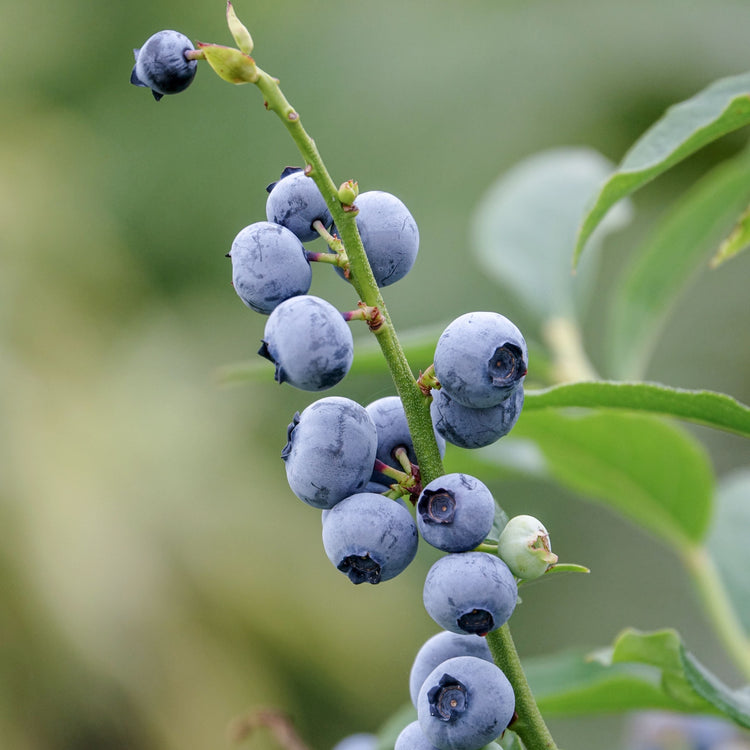 Blueberry Lowberry® 'Little Blue Wonder®' young plants
