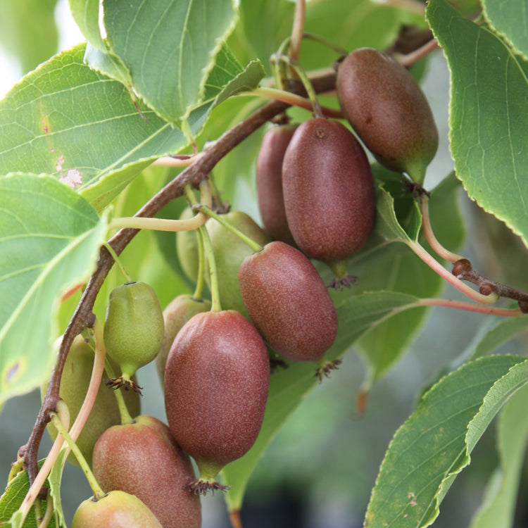 KiwiBerry® Red Jumbo
