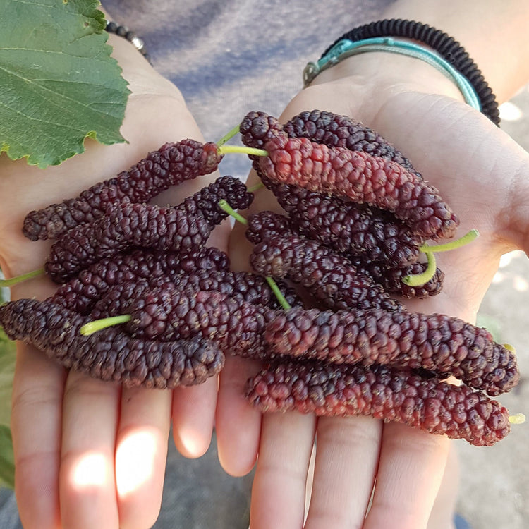 Mulberry Bombyx® 'Black Bombastic' young plants