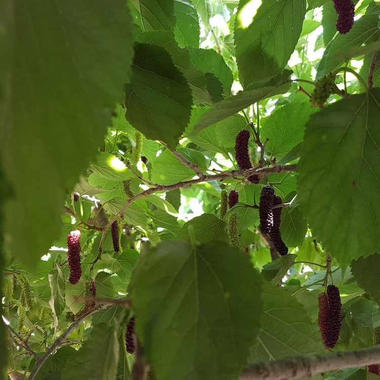 Mulberry Bombyx® 'Black Bombastic' young plants