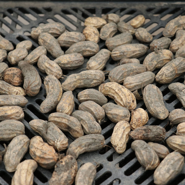 Peanut 'JustBehappy'® young plants