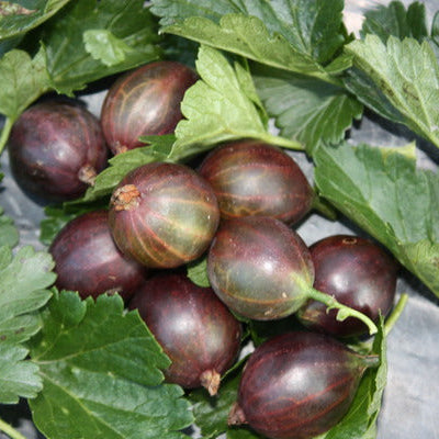 Gooseberry Easycrisp® Lady Late® young plants