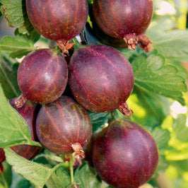 Gooseberry Easycrisp® Lady Late® young plants
