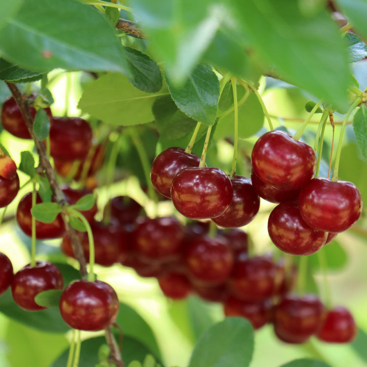 Shrub cherry 'Juliet' young plants