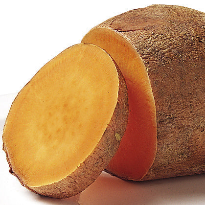 Sweet Potato 'Beauregard' young plants