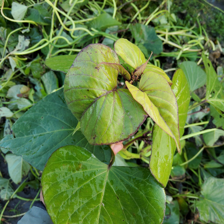 Sweet Potato Sugaroot® 'Purple' seedlings