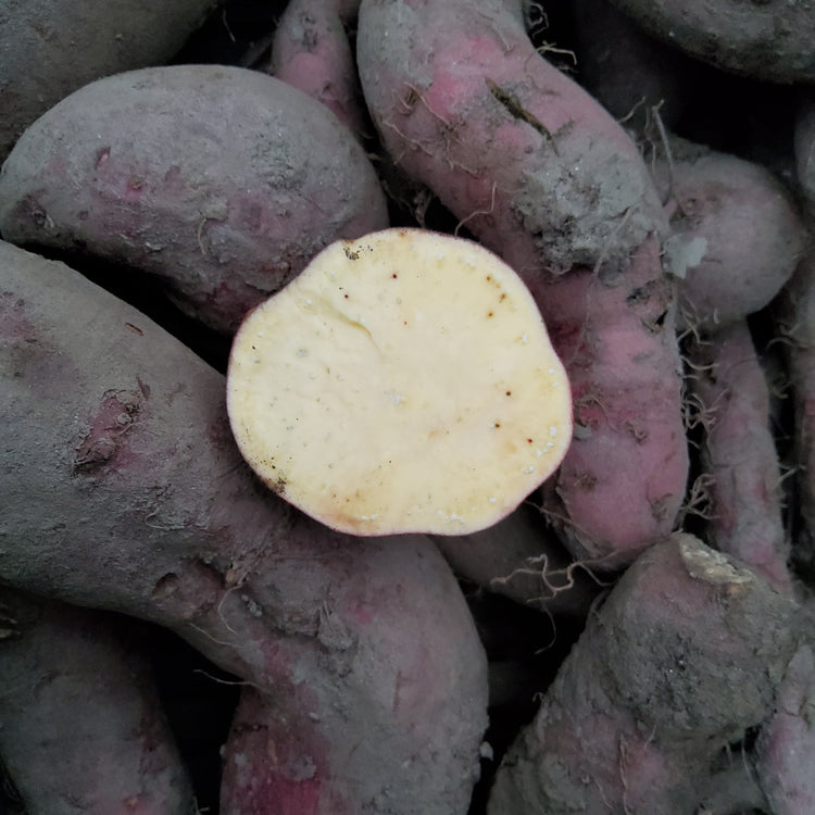 Sweet Potato Sugaroot® 'White' Young Plants