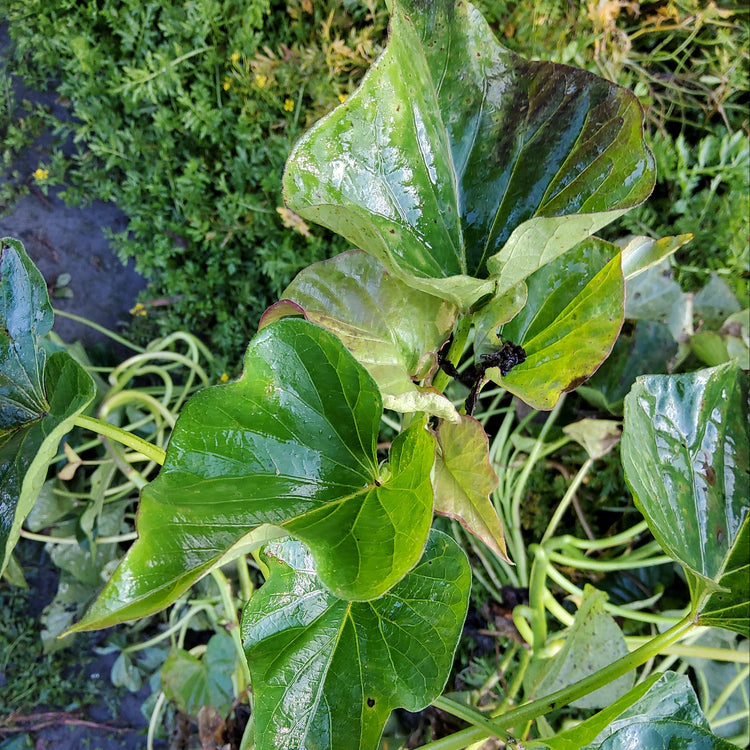 Sweet Potato Sugaroot® 'White' Young Plants