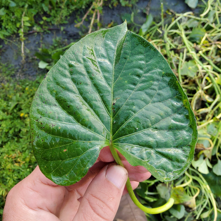 Sweet Potato Sugaroot® 'White' Young Plants