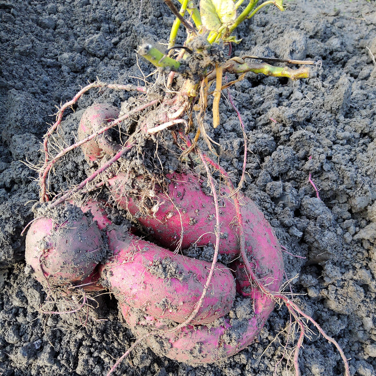 Sweet Potato Sugaroot® 'White' Young Plants