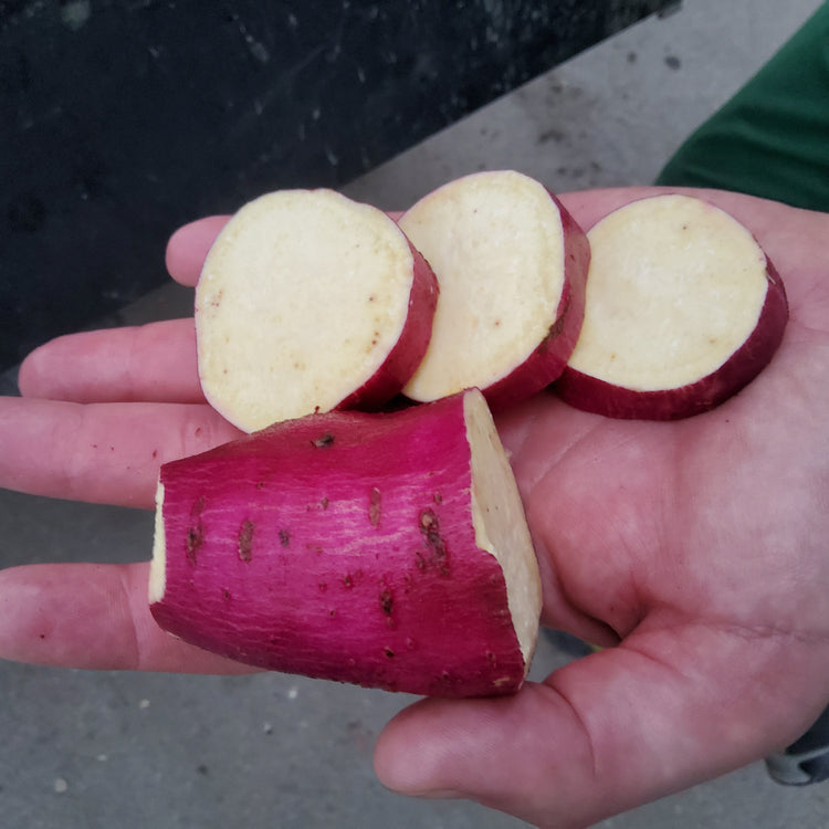 Sweet Potato Sugaroot® 'White' Young Plants