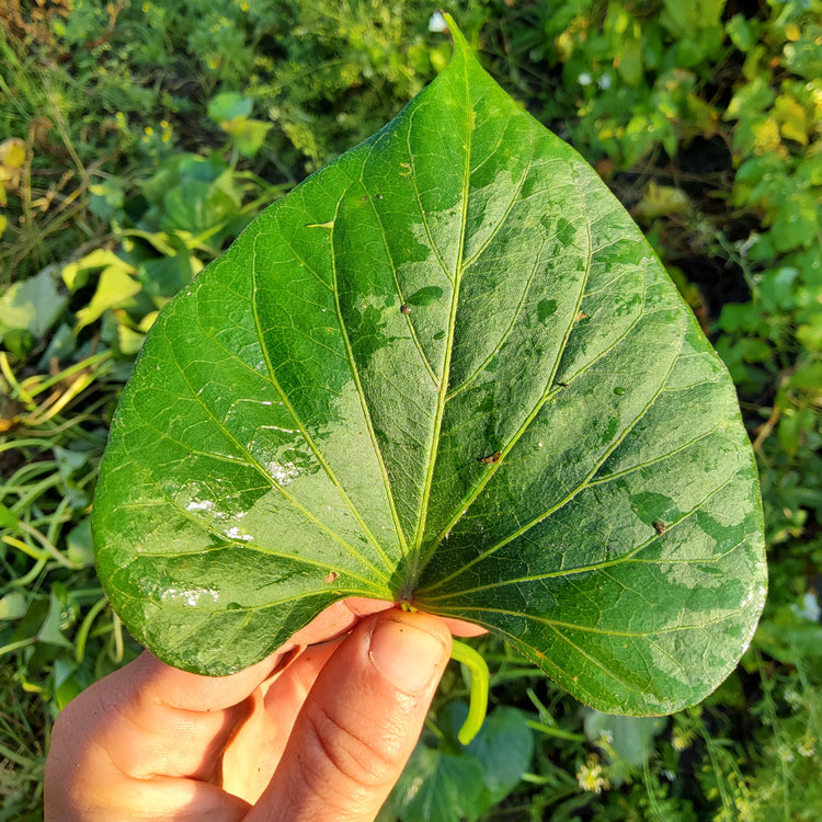 Sweet Potato Sugaroot® 'Yellow' Young Plant