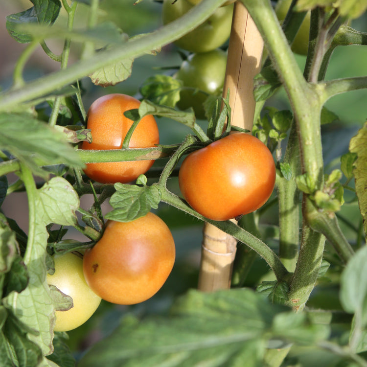Tomato OpenSky® 'Tombonne®' young plants