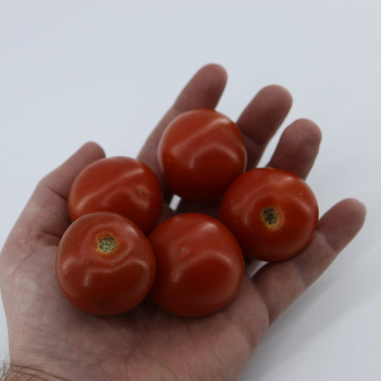 Tomato OpenSky® 'Tombonne®' young plants