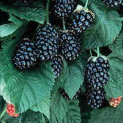 Brombeere 'Triple Crown'-Jungpflanzen