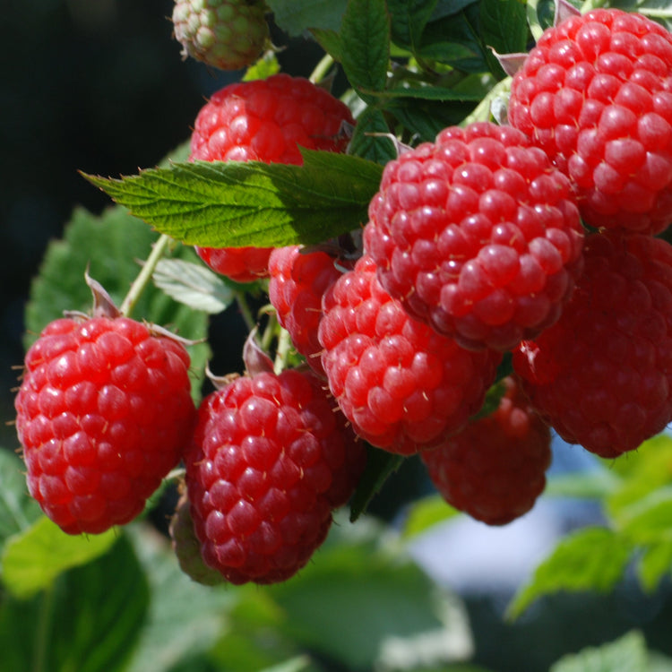 Raspberry 'TulaMagic®' - young plants