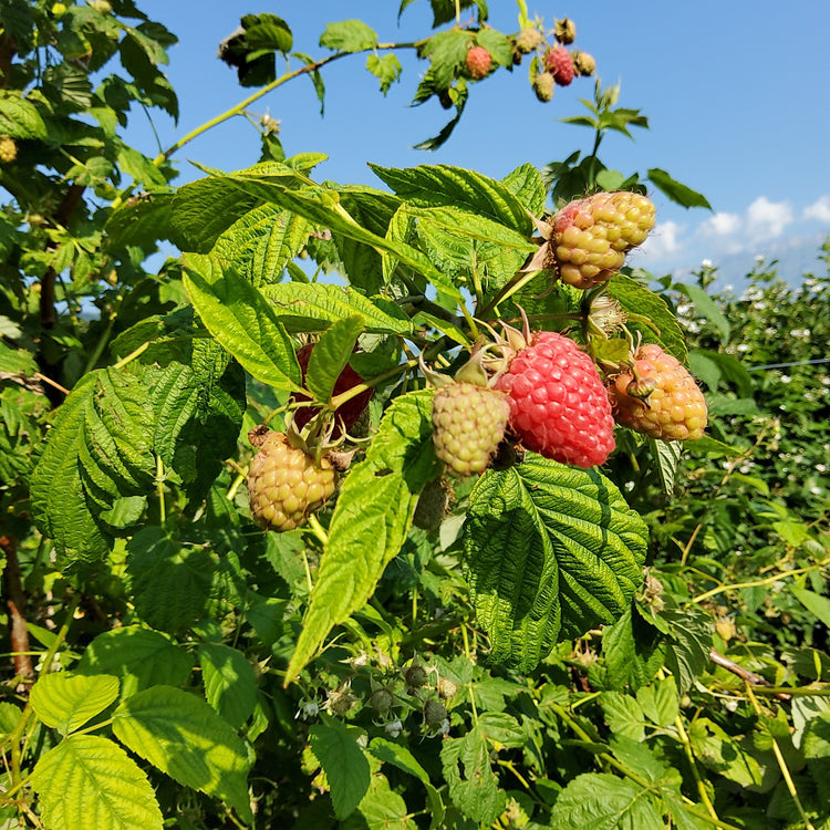 Raspberry Twotimer® 'Chef® 7075/14' - Novelty 2026