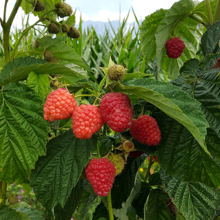 Raspberry Twotimer® 'Chef® 7075/14' - Novelty 2026