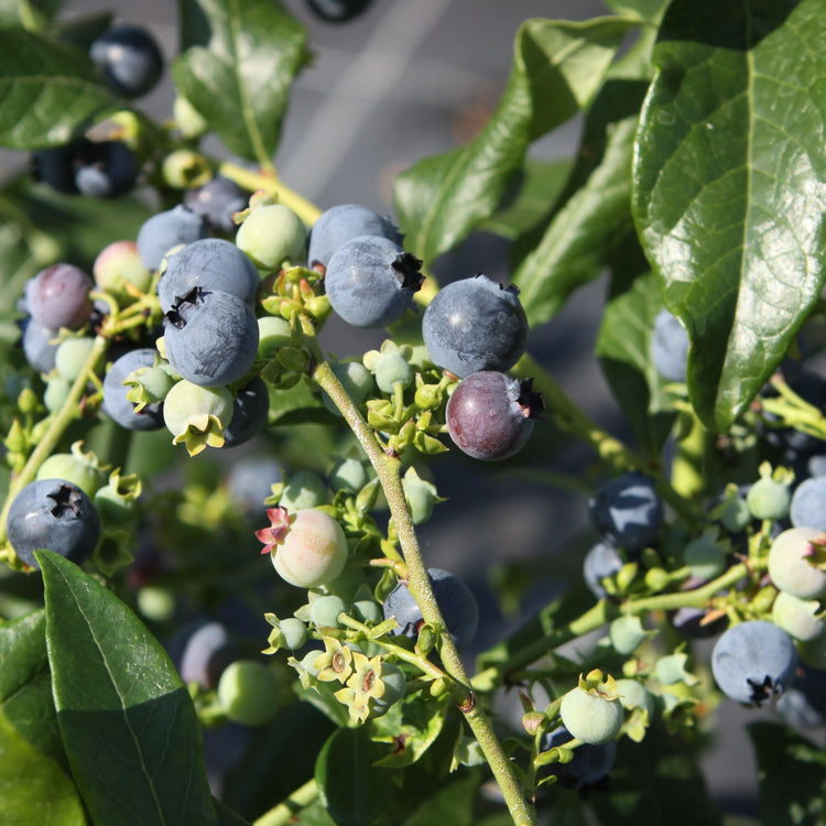 Heidelbeere 'Hortblue Petite'-Jungpflanzen