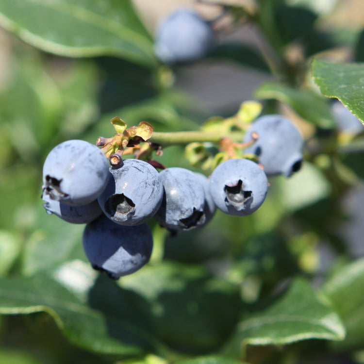 Heidelbeere 'Hortblue Petite'-Jungpflanzen