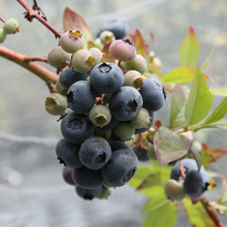Blueberry 'Blue Dessert'® young plants