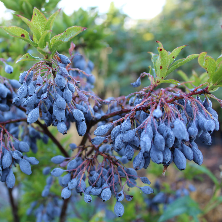 Heidelbeere 'Blautropf'®-Jungpflanzen