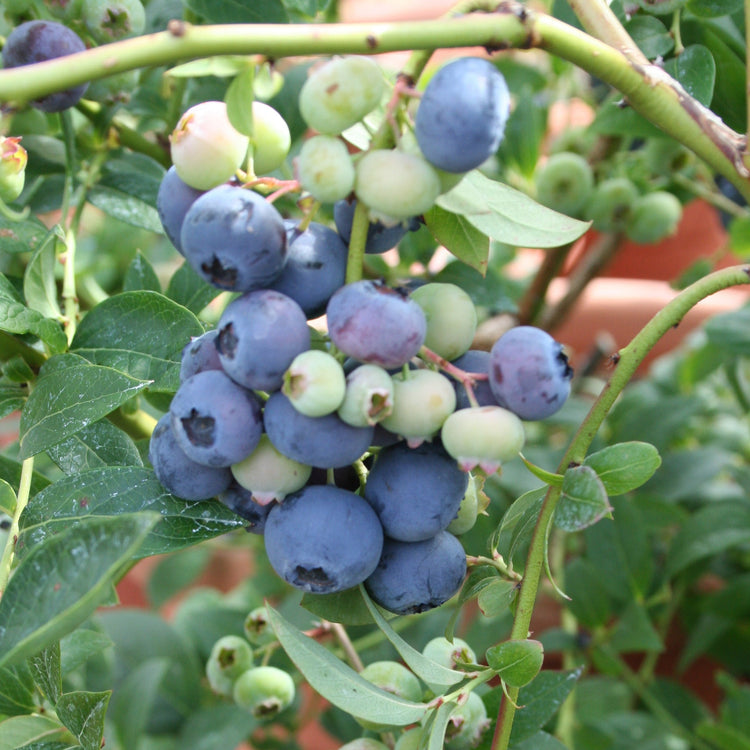 Heidelbeere 'Blueroma'®-Jungpflanzen