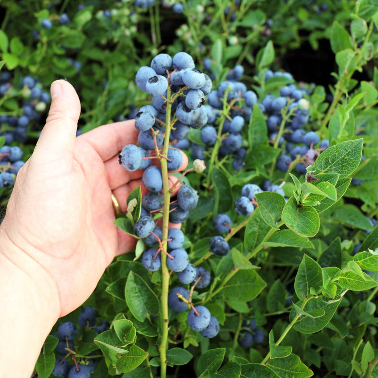 Blueberry 'Blues Brothers' young plants