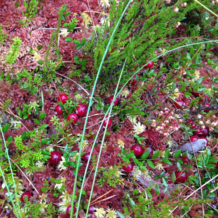 Cranberry 'Stevens'-Jungpflanzen
