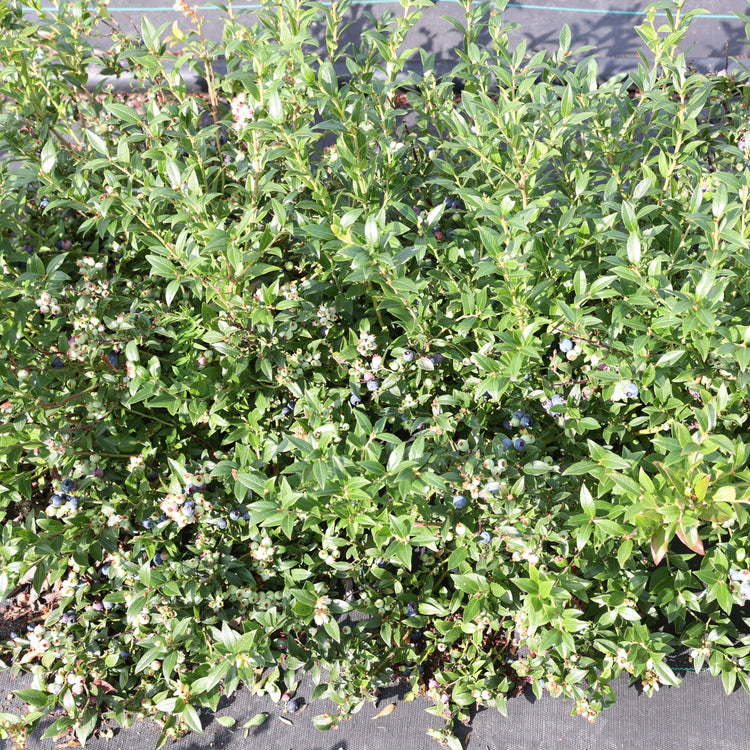Heidelbeere Lowberry® Hello AGAIN®-Jungpflanzen