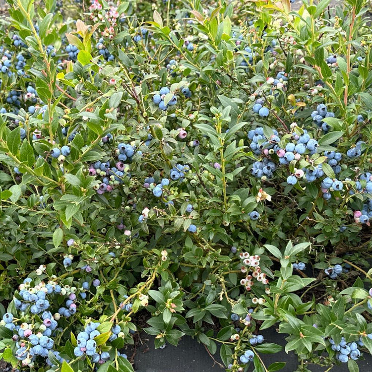 Heidelbeere Lowberry® Hello AGAIN®-Jungpflanzen