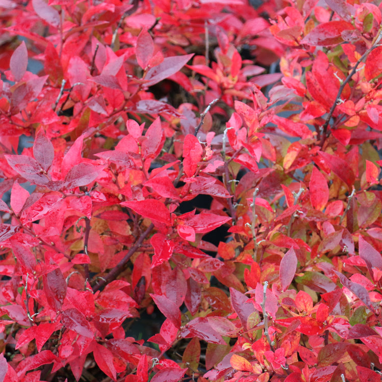 Blueberry Lowberry® 'Little Blue Wonder®' young plants