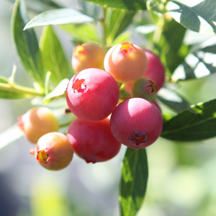 Heidelbeere 'Pink Lemonade'®-Jungpflanzen